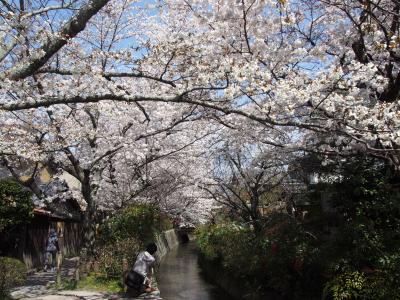哲学の道の満開の桜と霊鑑寺の特別公開