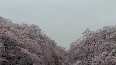 上野公園に桜を見に行きました。