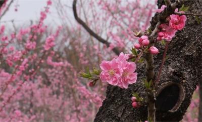 桜の前にこれを見なくちゃ！満開の古河桃まつりへ