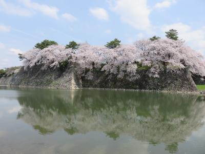 桜競演・名古屋市内の桜の名所をぐる～り散策。疲れました～