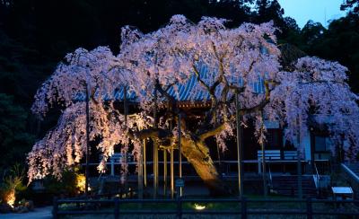 佐野・栃木の枝垂れ一本桜巡り（２）　成就院～太山寺