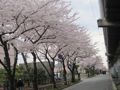 近所の桜（花見）