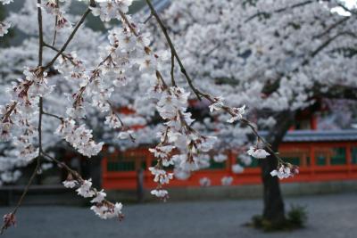 京都山科　毘沙門さんの桜