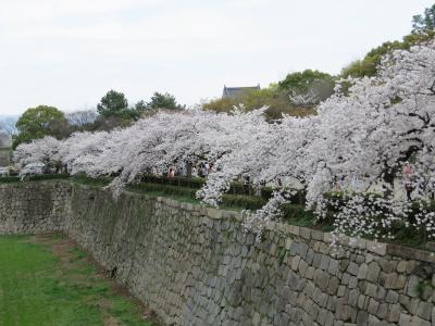 「桜・さくら・サクラ」花を求めてブラブラ