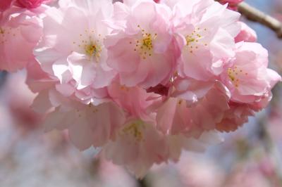 春が来た♪醍醐の桜も花満開&#10048;