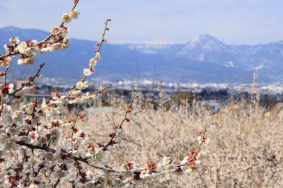 小田原梅まつり☆曽我の里 別所梅林に咲く梅の花々
