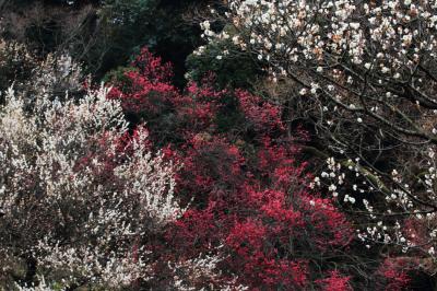 しっとりと咲く梅の花 @小石川植物園