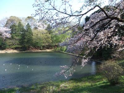 まだ見れる県立三池公園の桜