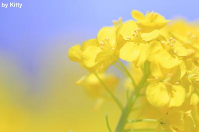 一面に咲く黄色の絨毯☆浜離宮恩賜庭園の菜の花まつり