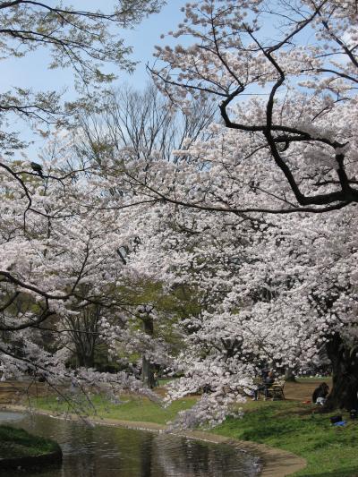 ワンコと一緒にお花見