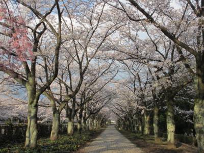 奈良原公園の桜