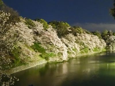 千鳥ケ淵の夜桜～「世の中に絶えて桜のなかりせば 春の心はのどけからまし」っていう今日この頃…