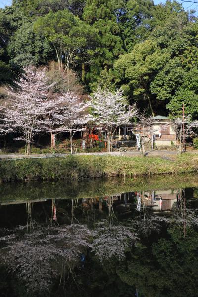 京都を歩く(190)　春爛漫　嵐山桜めぐり