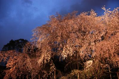 六義園　夜桜乱舞