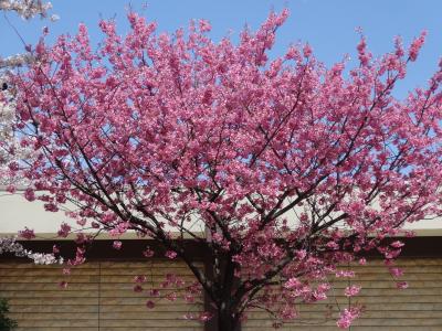 桜の花見ランチと花見ツーリング２０１４年４月