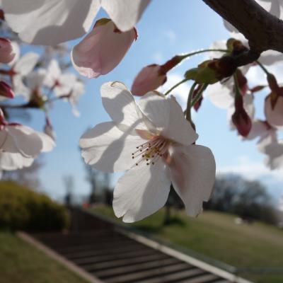 新海池（にいのみいけ）公園でお花見。ここも，毎年来ています。