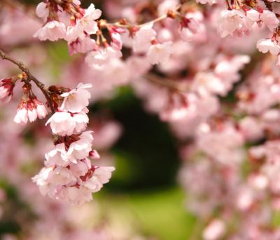 さあ！東北でも、いよいよ桜のシーズンが始まった！まずはコヒガンザクラから・・・。