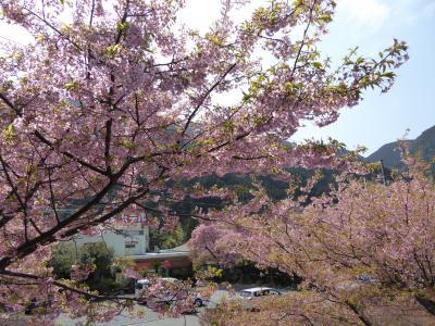 春爛漫の伊豆旅行♪　Ｖｏｌ６（第２日目）　☆河津七滝　咲き誇る河津桜と春の出合滝♪