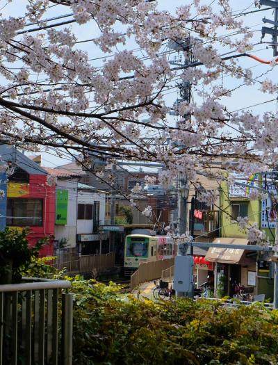 都電と満開の桜　飛鳥山