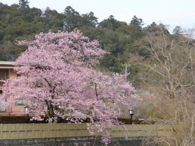 春爛漫の伊豆旅行♪　Ｖｏｌ８（第２日目）　☆修善寺温泉　早咲き桜を愛で歩く♪