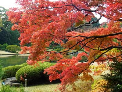 この時期　六義園(りくぎえん)は紅葉でした。