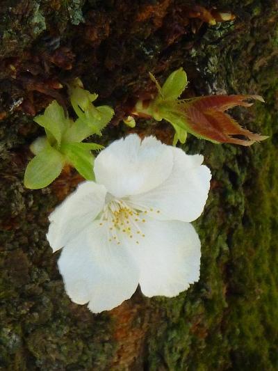 2014年04月　サクラ、 さくら、 桜の花めぐり  ♪　ｉｎ　新宿御苑