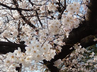 東京２０１４桜　【１】法明寺～面影橋～江戸川公園～外堀公園