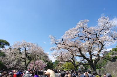 皇居乾通りの桜並木