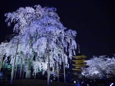 長岡天満宮と東寺の桜のライトアップ