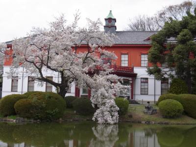 2014年　満開の桜を見に行こう☆桜の穴場的名所、小石川植物園&小川軒のハンバーグランチ