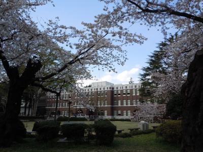 東京の桜はどこも満開、歩いて近場の花見はいかが！？