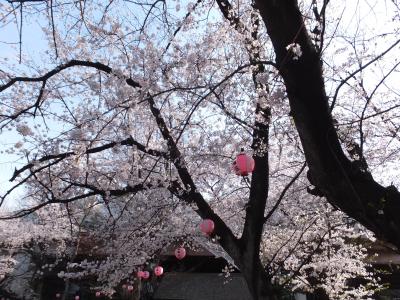 満開の桜　板橋さんぽ