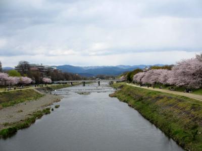 2014年　京都鴨川の桜