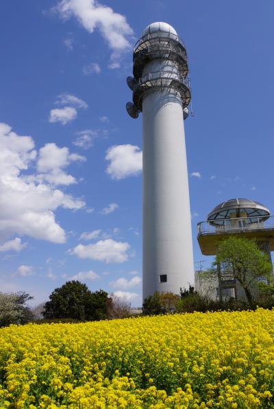 花まみれの大楠山