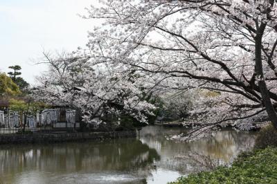 古都鎌倉の桜に誘われて