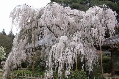 大和路の4つの枝垂桜めぐり