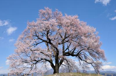 韮崎市のわに塚の桜を見てきました
