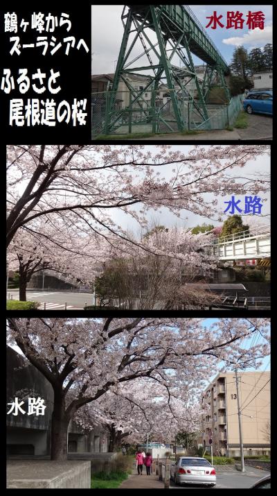 鶴ヶ峰からズーラシア ふるさと尾根道の桜