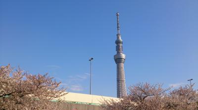 ちょっと遅かった…スカイツリー・隅田公園・日本橋などの桜