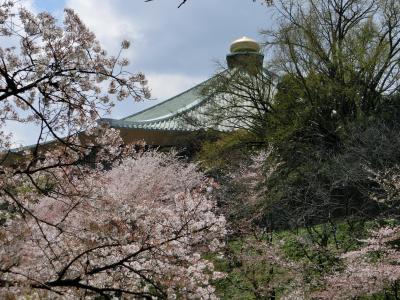 写真展～ランチのオフ会、その前に終わりかけの千鳥ヶ淵の桜2014