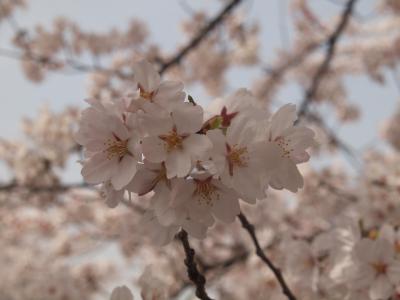 山崎川の桜も満開でした