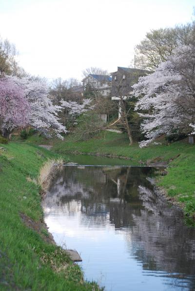 満開の桜を求めてのハイキング⑤霞川の桜