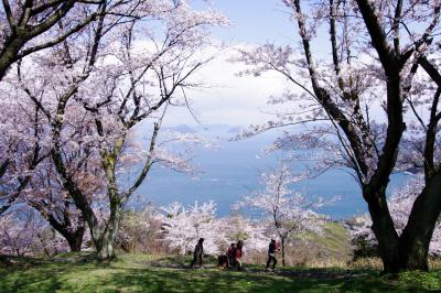 紫雲出山（しうでやま）へ桜を見に。