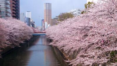東京 桜散歩：目黒川と神宮外苑と千鳥ケ淵と