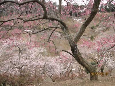 青梅市「吉野梅郷」の梅とウメ輪紋ウイルス