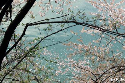 散り際も 美しきかな 花筏　～～千鳥ヶ淵・深川・目黒川の散り桜～～