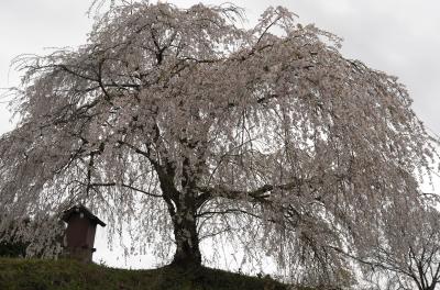 一の坂川の夜桜と徳佐八幡宮のしだれ桜。八幡宮近くの1本桜も美しかった。