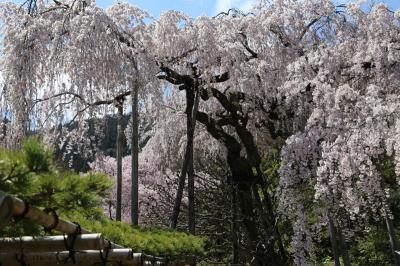 京都の桜　2014　～善峰寺～