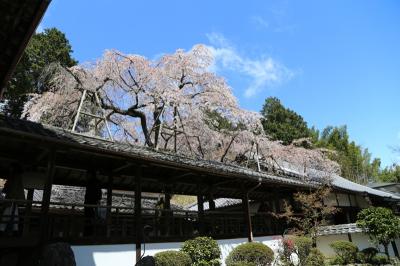 京都の桜　2014　～十輪寺～