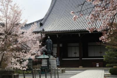 京都の桜　2014　～光明寺～